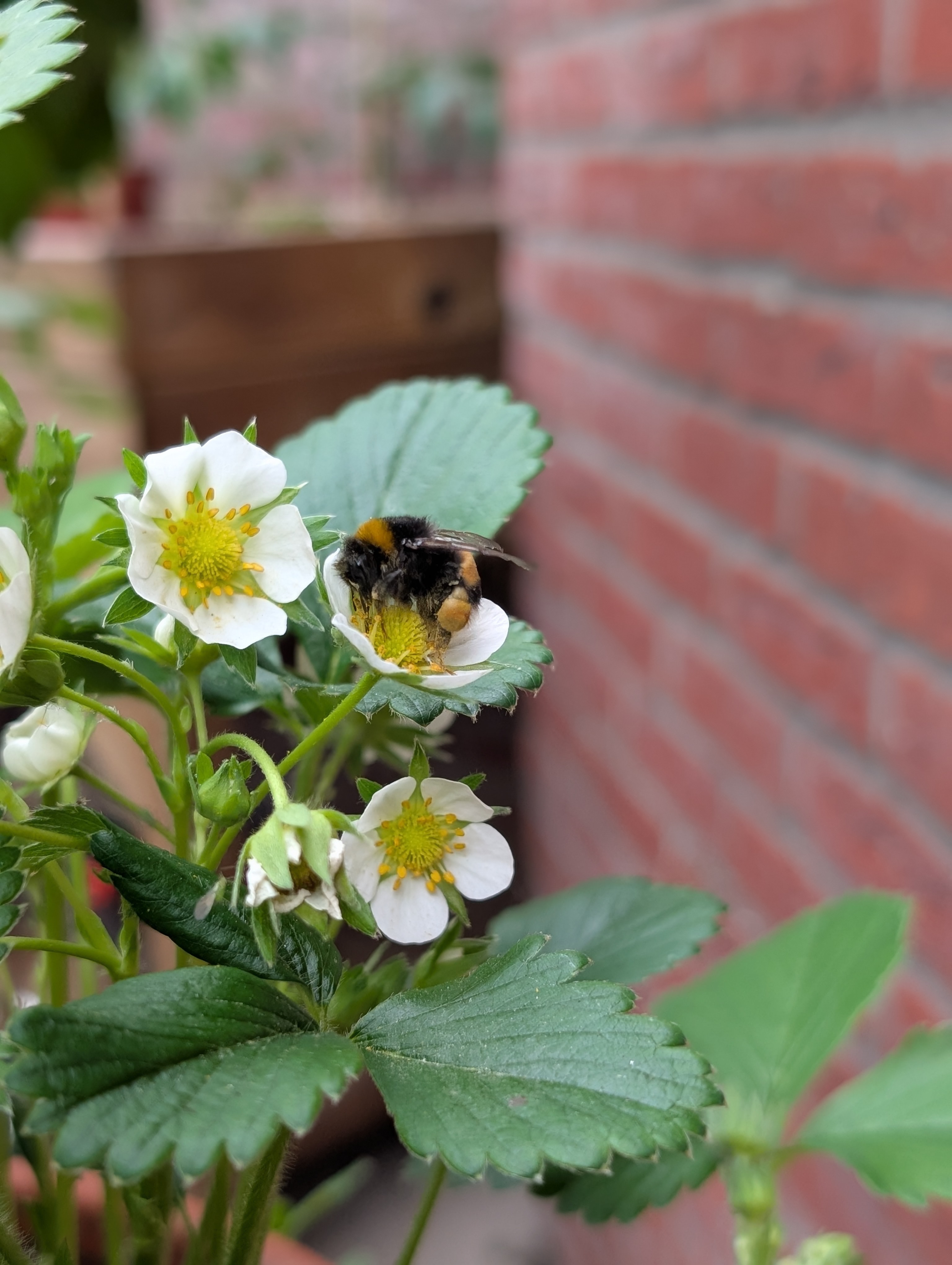 Hommel op aardbeienbloem