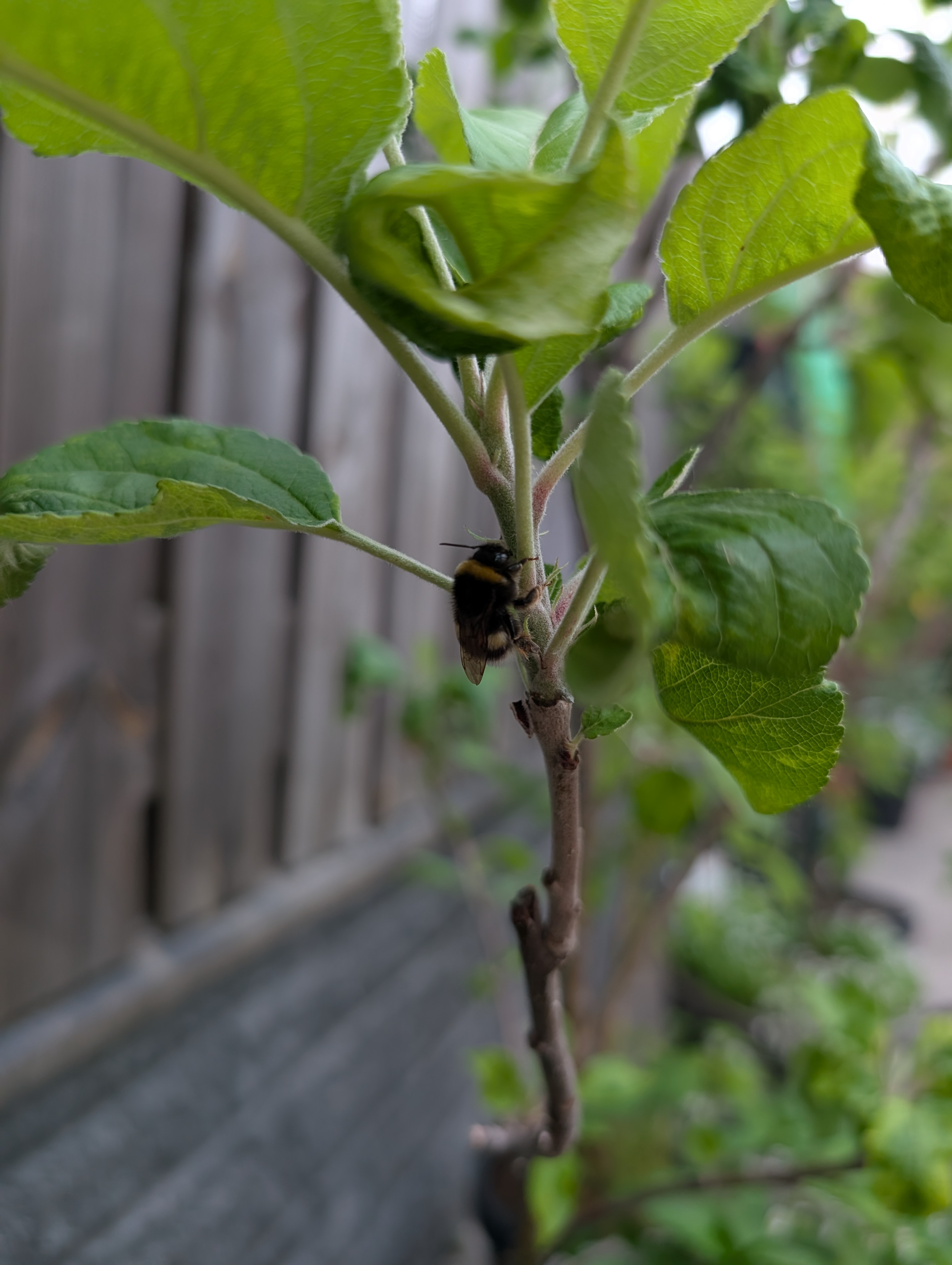 Hommel op een tak