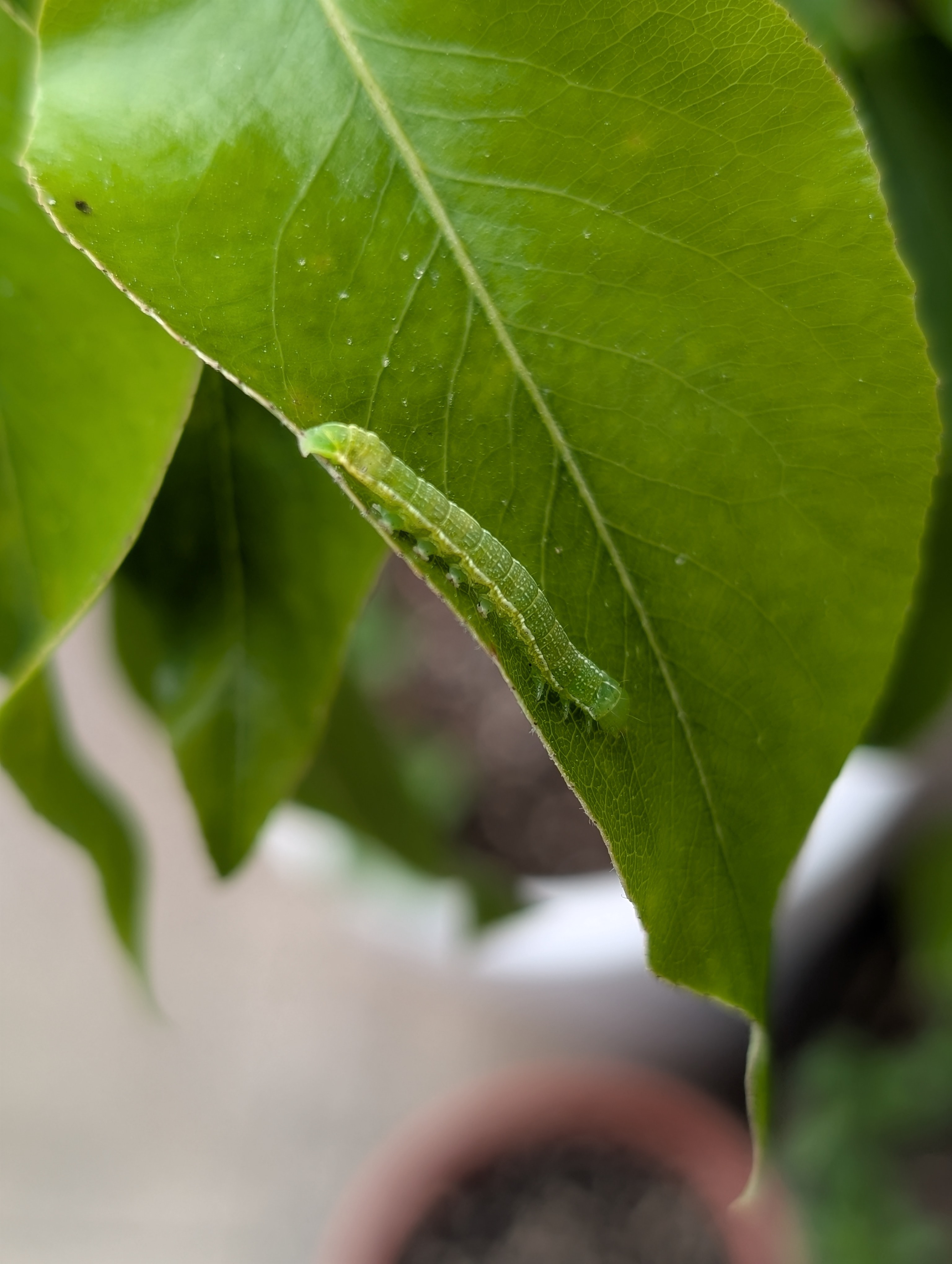 Groene rups op een perenboom blad