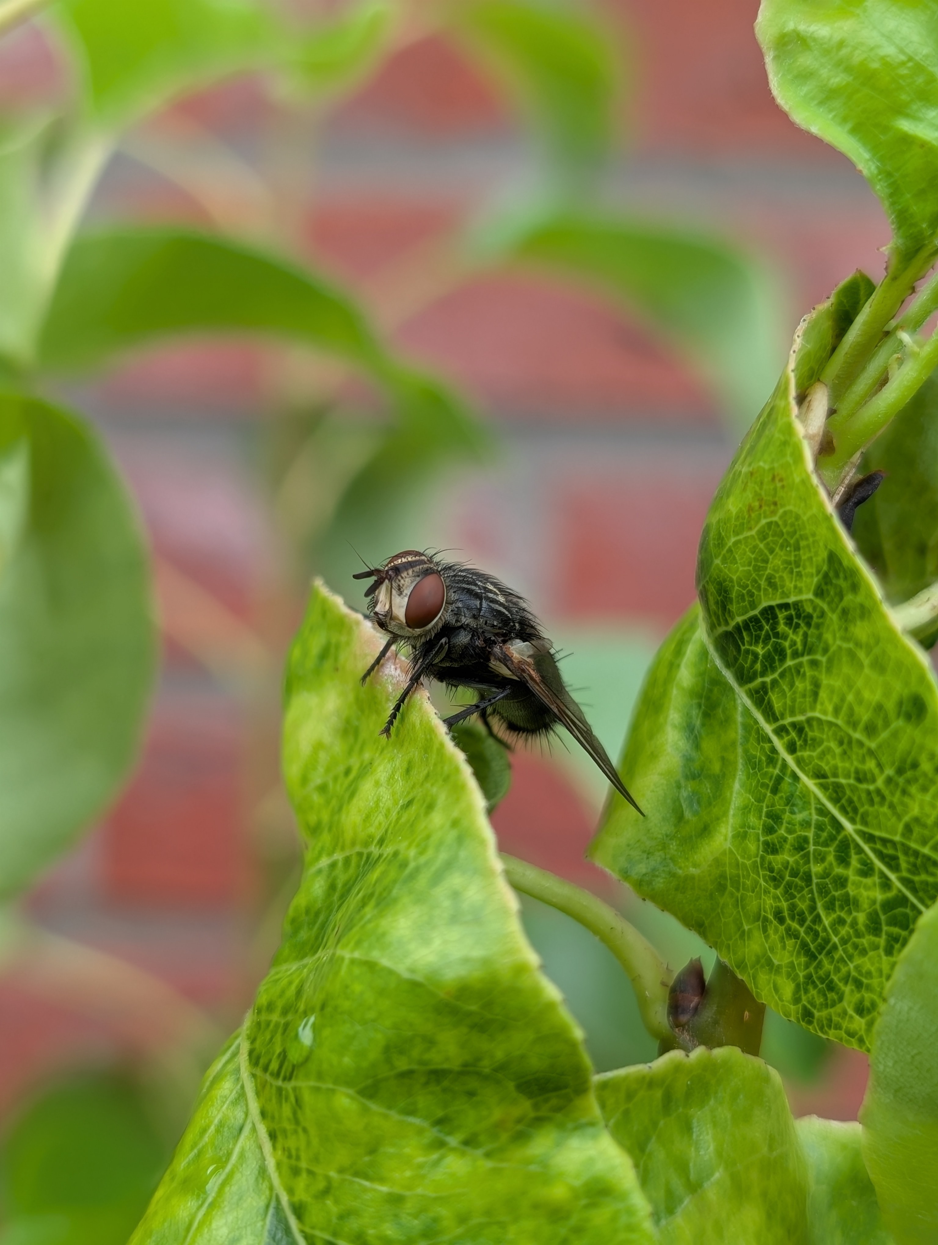 Vlieg op een blad