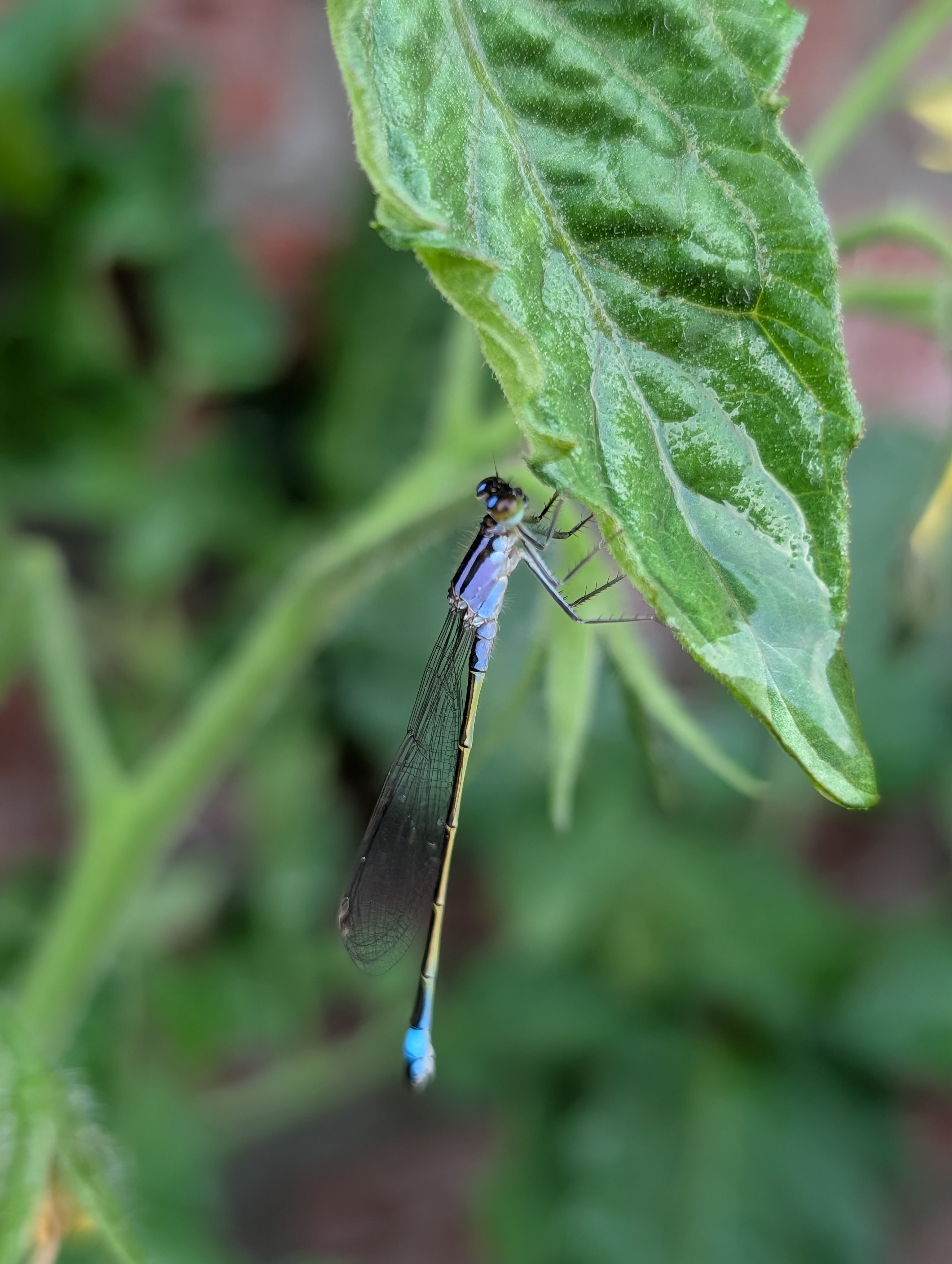 Waterjuffer aan de onderkant van een blad