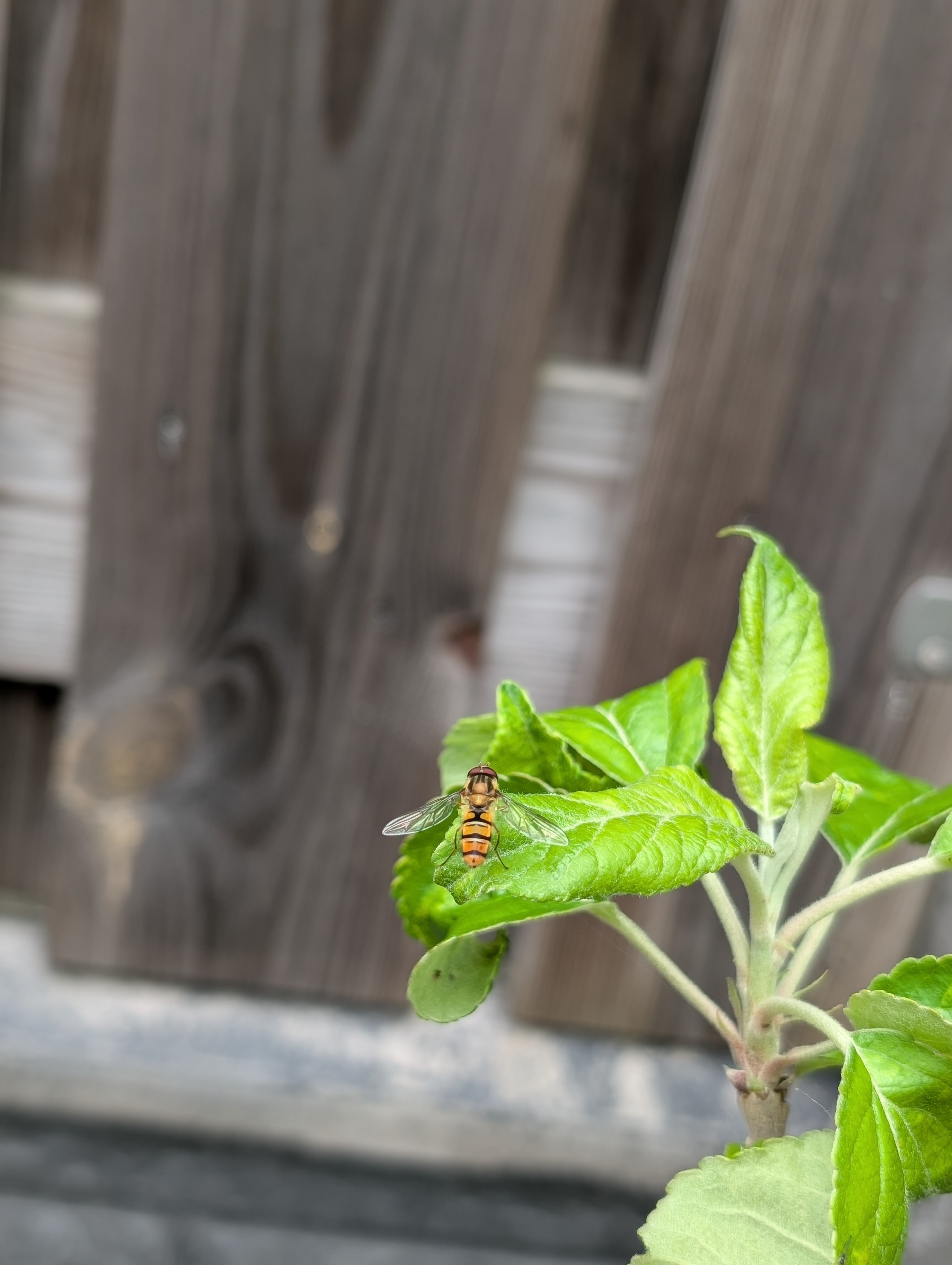 Kleine zweefvlieg op muntblad