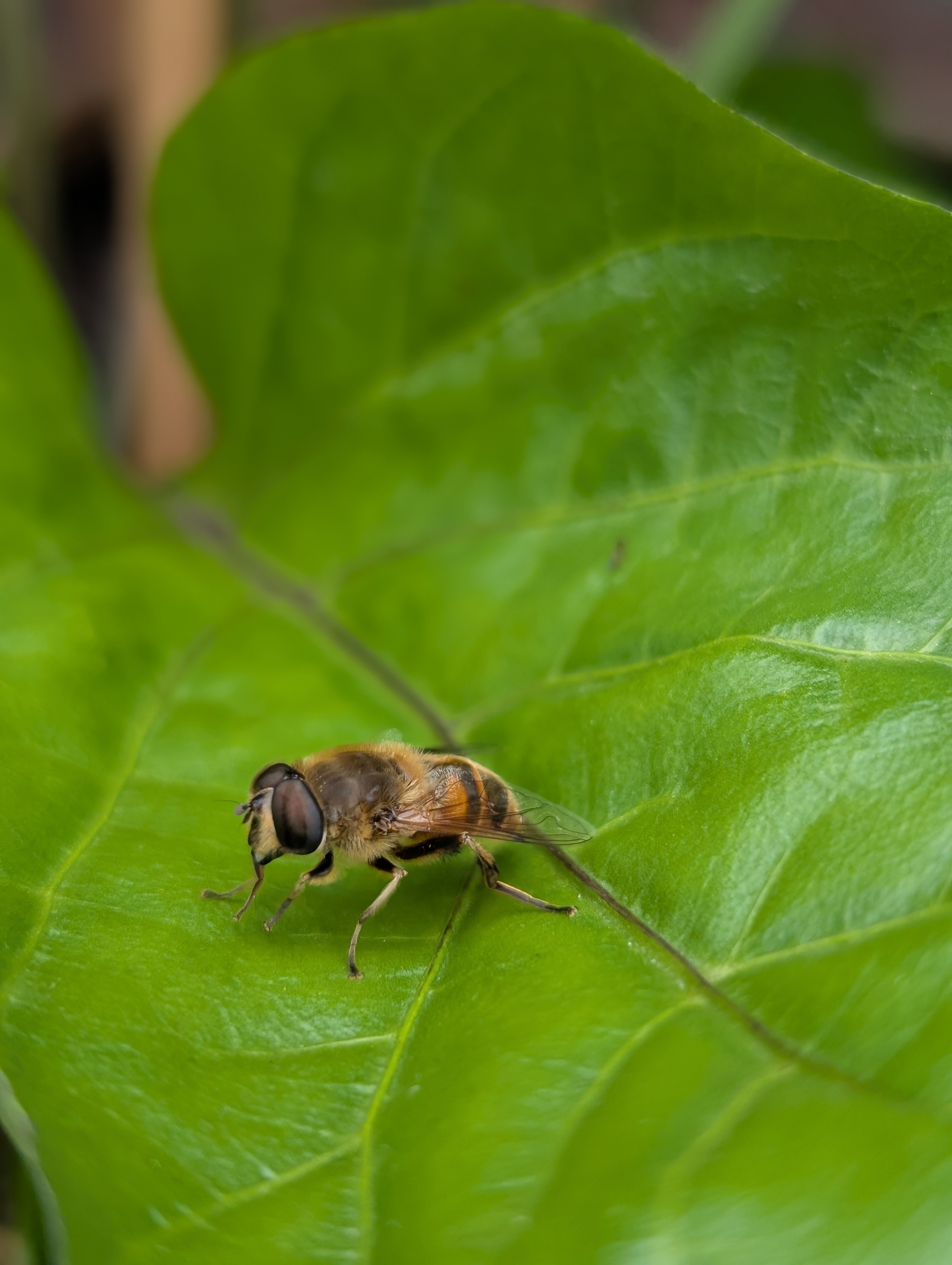 Zweefvlieg op een blad